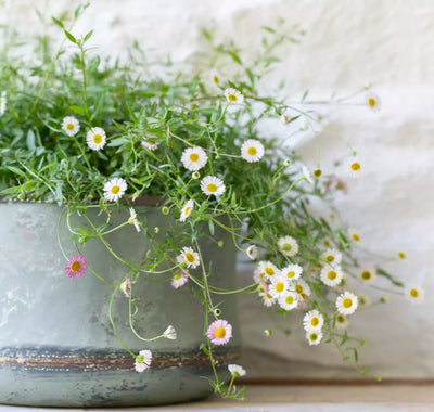 Bathwick Planter